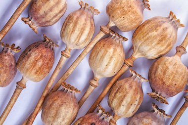 Kuru haşhaş başkanları