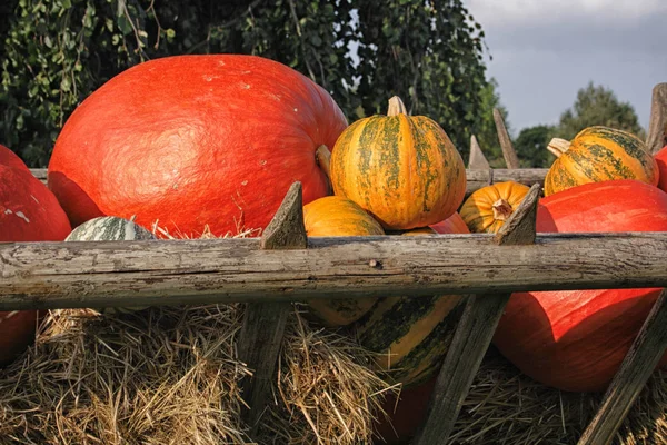 Kürbisse im Garten — Stockfoto