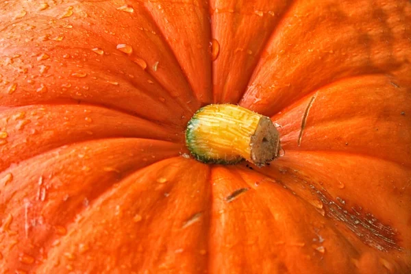 Оранжевый тыквенный фон — стоковое фото