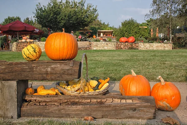 Calabazas en el jardín — Foto de Stock