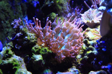 deniz akvaryum arka plan