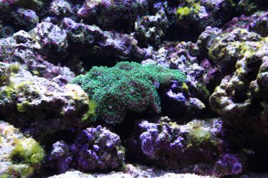 deniz akvaryum arka plan