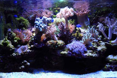 deniz akvaryum arka plan