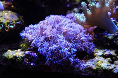 deniz akvaryum arka plan