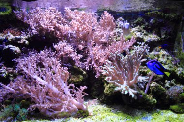 deniz akvaryum arka plan