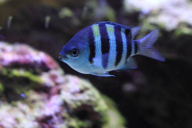 egzotik Deniz balığı 