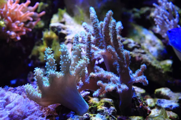 Fondo acquario marino — Foto Stock