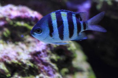 egzotik Deniz balığı 