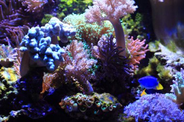 deniz akvaryum arka plan