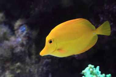 egzotik Deniz balığı 