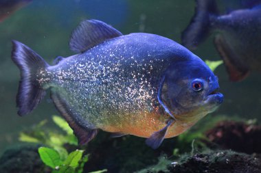 büyük piranha balığı