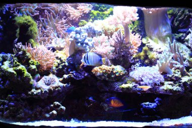 deniz akvaryum arka plan