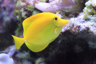 egzotik Deniz balığı 