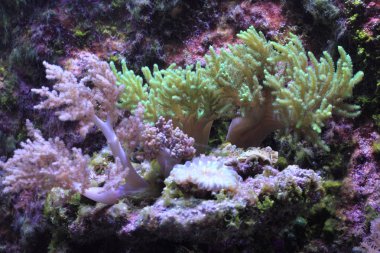 deniz akvaryum arka plan