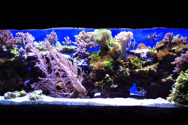Zee aquarium achtergrond — Stockfoto