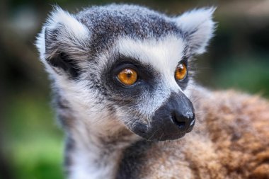 lemur maymun başkanı