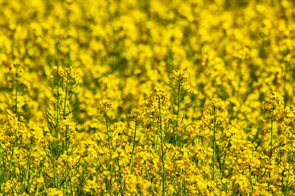 Yellow flower background — Stock Photo, Image