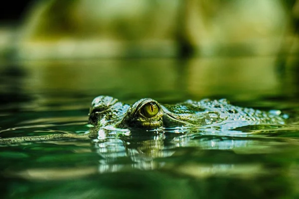 Dettaglio di coccodrillo — Foto Stock