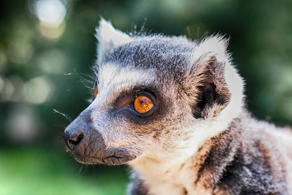 Chefe do macaco-lémure — Fotografia de Stock