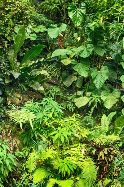 Зеленые природные джунгли — стоковое фото