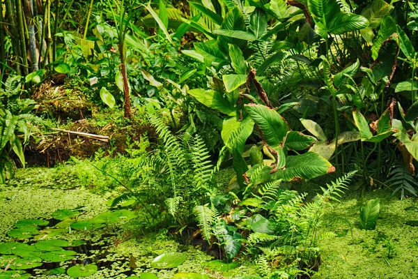 Zielony dżungli naturalnych — Zdjęcie stockowe