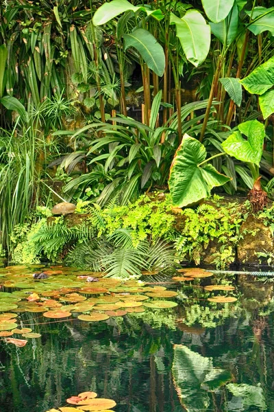 Grønn naturlig jungel – stockfoto