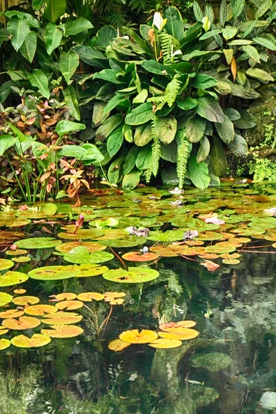 Green natural jungle — Stock Photo, Image