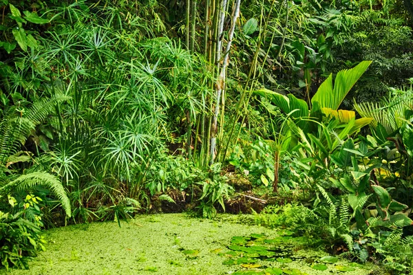 Zielony dżungli naturalnych — Zdjęcie stockowe
