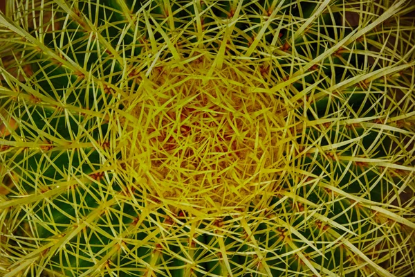 Cactus green texture — Stock Photo, Image