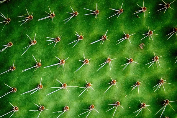 Texture verde cactus — Foto Stock