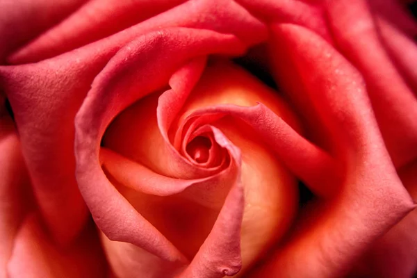 红玫瑰背景 — 图库照片