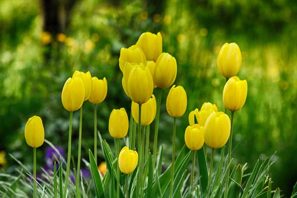 Žluté jaro tulipány — Stock fotografie