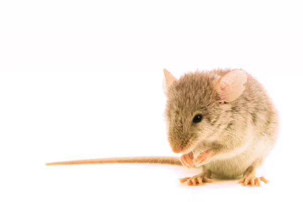 Small mouse isolated — Stock Photo, Image