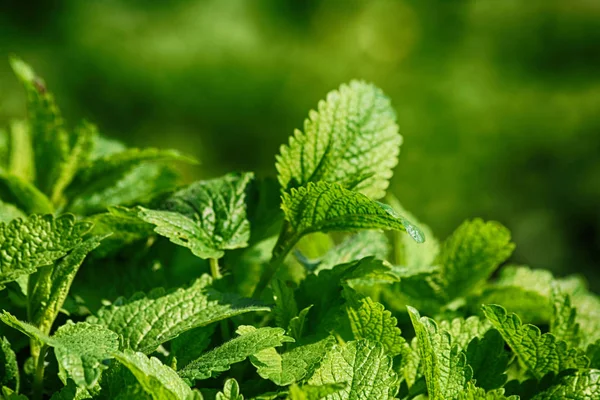 Fondo de menta verde — Foto de Stock