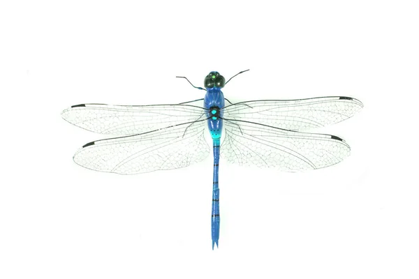 Blue dragonfly isolated — Stock Photo, Image