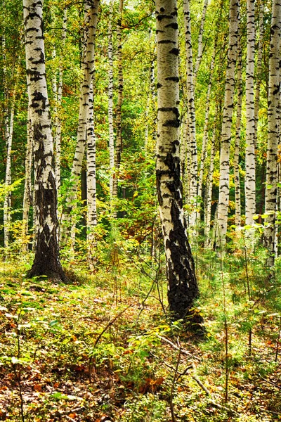 Ładny zielony las — Zdjęcie stockowe