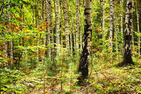 Belle forêt verte — Photo