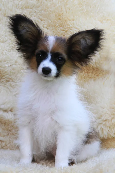 Filhote de cachorro pequeno Papillon — Fotografia de Stock