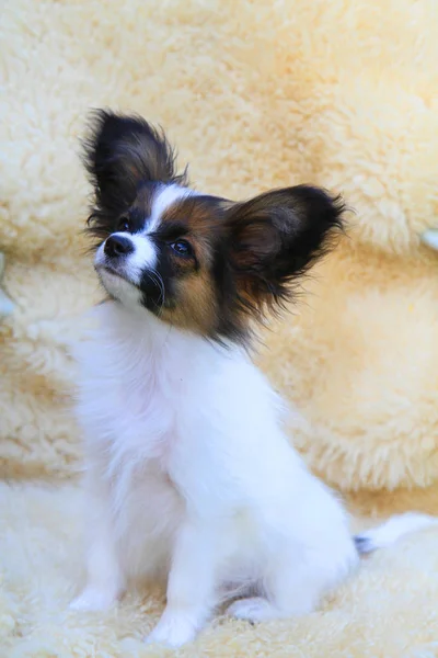 Filhote de cachorro pequeno Papillon — Fotografia de Stock