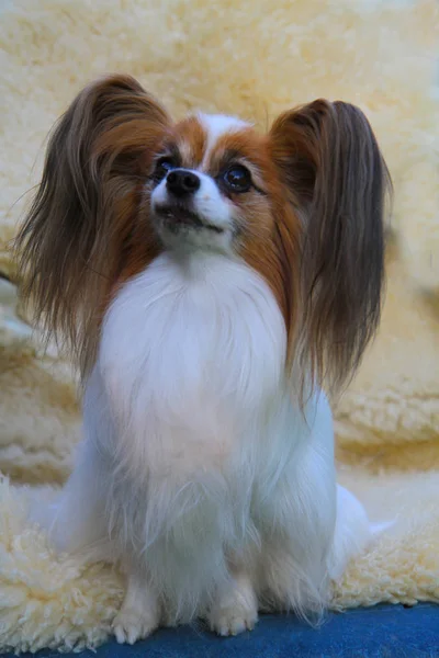 Papillon cão velha senhora — Fotografia de Stock