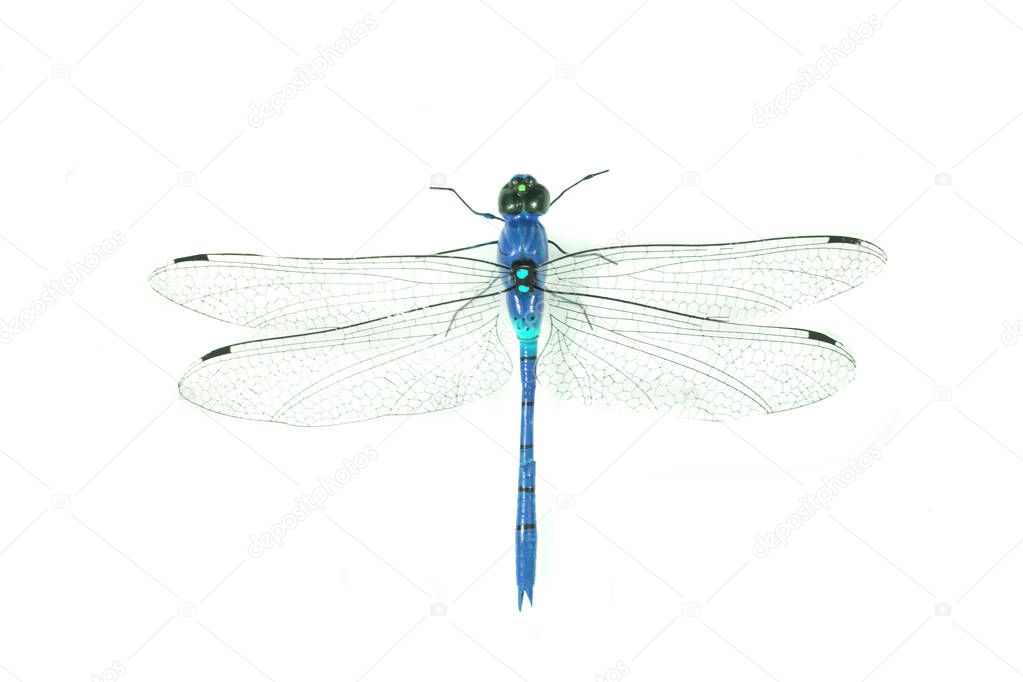 blue dragonfly isolated