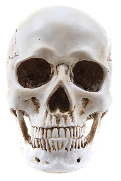 Human skull isolated — Stock Photo, Image