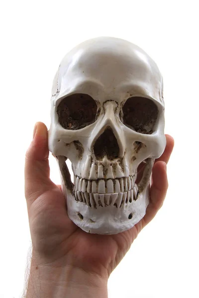 Ludzkie czaszki na białym tle — Zdjęcie stockowe