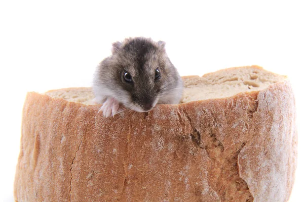 Dzungarian hamster and bread — Stock Photo, Image