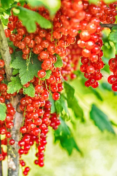 Röda vinbär växt — Stockfoto