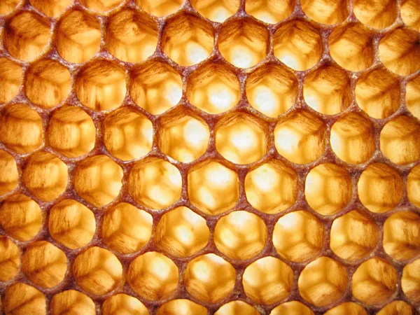 Textura de cera de abelha sem mel — Fotografia de Stock