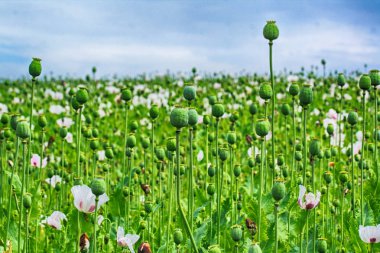 Yeşil haşhaş alan