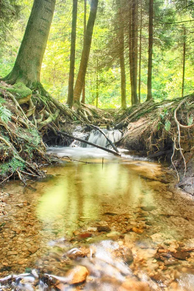 Nice forest river — Stock Photo, Image