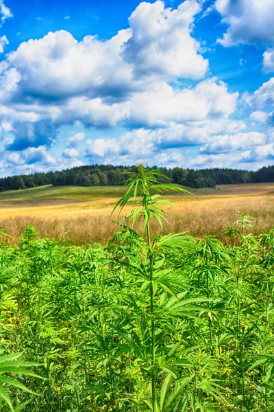 Marijuana e céu azul — Fotografia de Stock