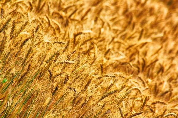 Золотий кукурудзяне поле — стокове фото